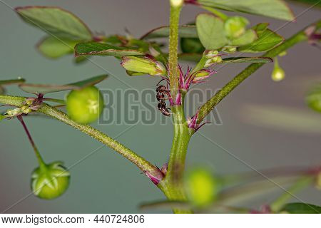 Adult Female Rover Ant Of The Genus Brachymyrmex In A Mascarene Island Leaf-flower Plant Of The Spec