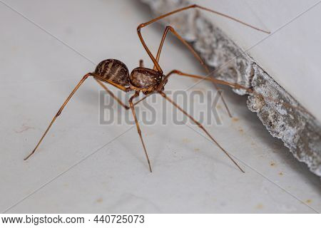 Adult Male Brown Spitting Spider Of The Genus Scytodes