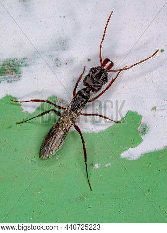 Adult Female Winged Trap-jaw Queen Ant Of The Genus Odontomachus