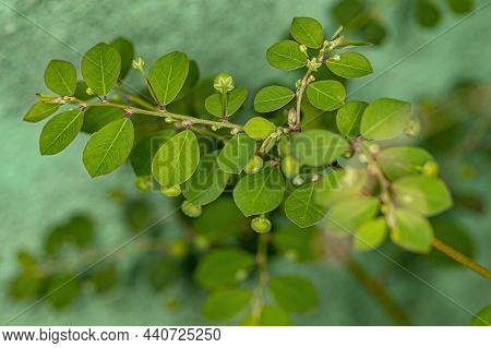 Mascarene Island Leaf-flower Plant