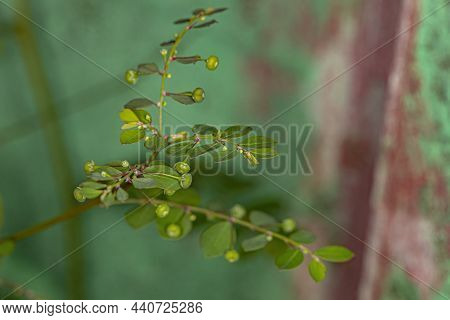 Mascarene Island Leaf-flower Plant