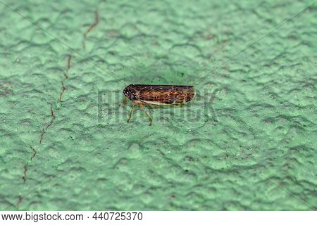 Small Adult Typical Leafhopper Of The Genus Planicephalus