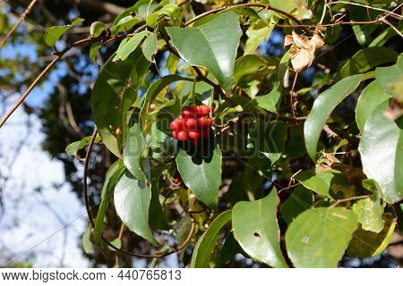 Kadsura Japonca Berries. Schisandraceae Evergreen Vine. Berries Ripen Beautifully Red In Late Autumn