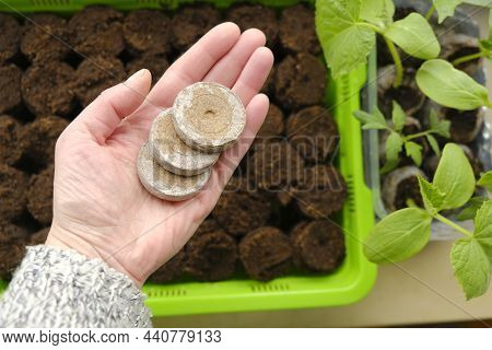 Peat Tablets For Seedlings. Planting Organic Material.growing Seedlings. Peat Tablets In A Hand On A