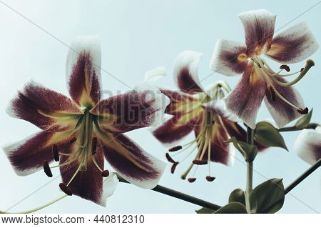 Lily Flowers On A Blue Sky Background. Flowers Close-up.