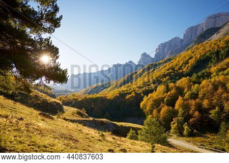 Forest in Anso Valley, Huesca Province in Aragon in Spain.