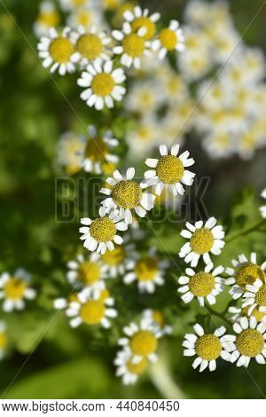 Golden Feverfew Flowers - Latin Name - Tanacetum Parthenium Aureum (chrysantemum Parthenium Aureum)