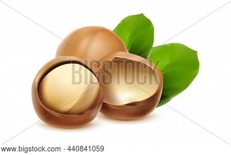 3d Realistic Vector Icon. Macadamia Nuts For Brand Labels With Shell And Leves.