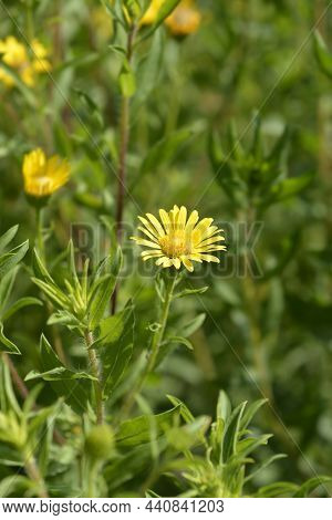 Lemonyellow False Goldenaster - Latin Name - Heterotheca Camporum Var. Glandulissimum