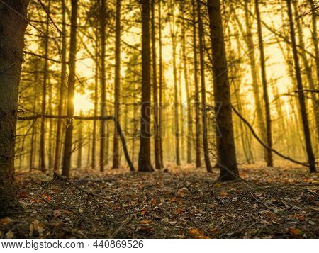 Mysterious Fairy Forest In A Fog. Foggy Divine Autumn Forest.