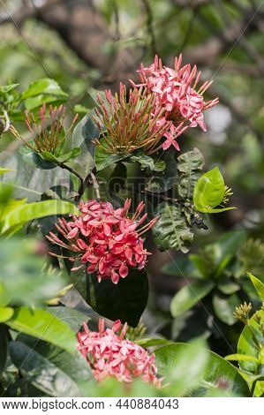 Ixora Coccinea, Jungle Geranium, Flame Of The Woods Or Jungle Flame Flowers, A Flowering Plant Growi