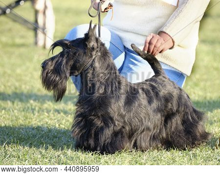 Scottish Terrier Posing For Show While Standing On Green Grass.