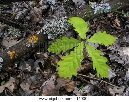 Little Oak