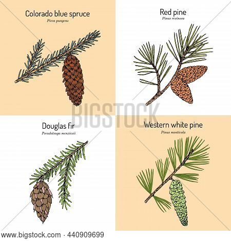 Set Of Different Conifiers Branches With Cones. Hand Drawn Botanical Vector Illustration