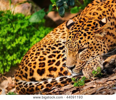 자연 서식 지에서 화려한 leopardess
