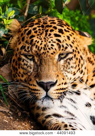 화려한 leopardess의 근접 촬영