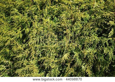 grøn bush