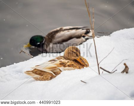 Yellow Colored Mallard Female Duck On The White Snow Background. Animal Polymorphism