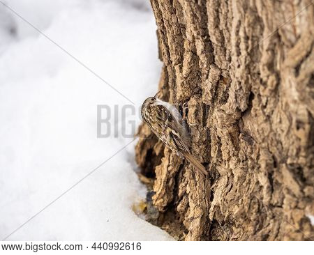 Little Bird Eurasian Treecreeper Crawling On A Tree In Winter. Nature Background. Bird: Short Toed T