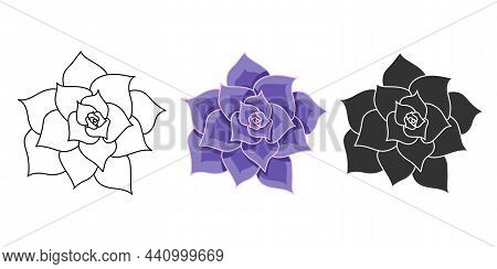 Succulent Echeveria Lilacina Vector Set. Hand Drawn Desert Flower Illustration In Flat And Doodle St
