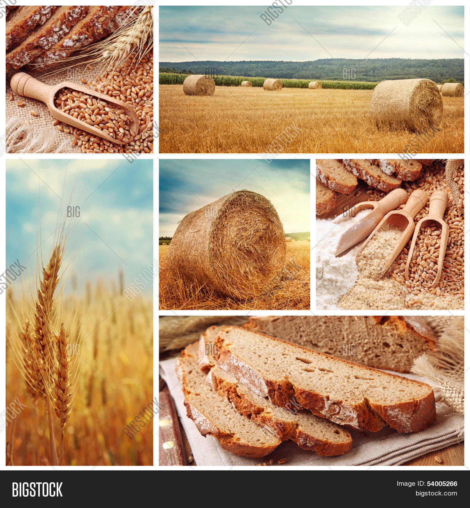 Золотая нива синоним к слову. Презентация про хлеб для детей. Лозунг про хлеб. Хлебобулочные изделия каравай. Золотая нива приглашение.