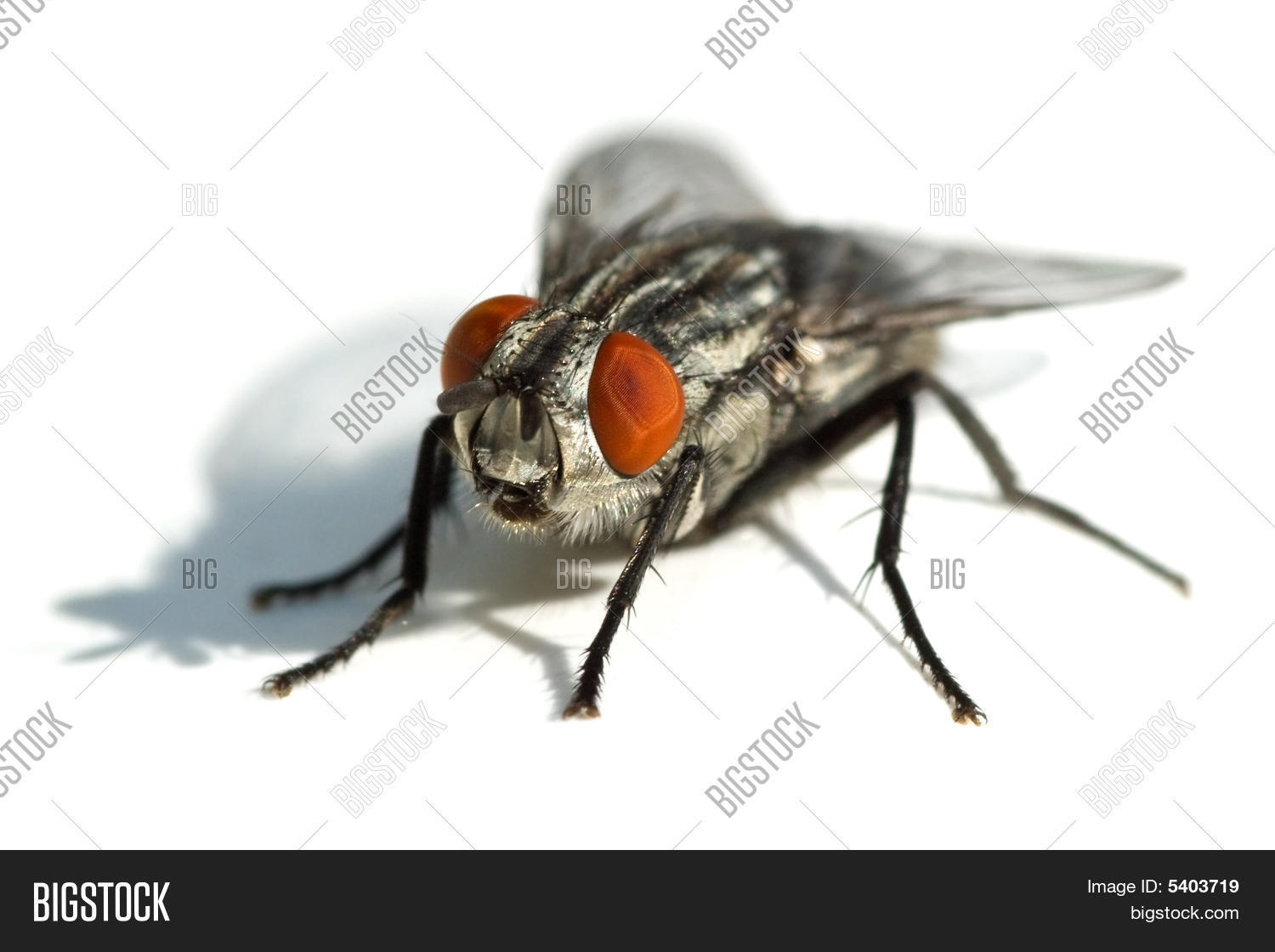 What Does It Mean To Fly Red Eye at Christine Lister blog