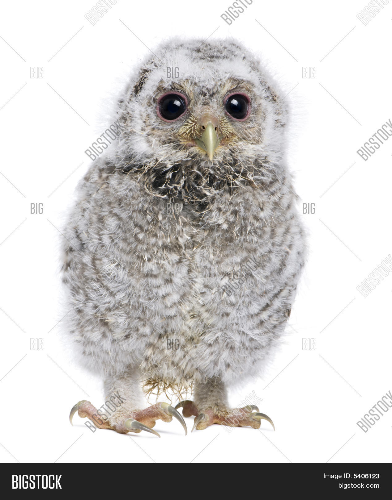 Image Et Photo De Bebe Chouette Essai Gratuit Bigstock