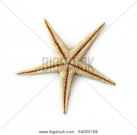 Sea star isolated on white background