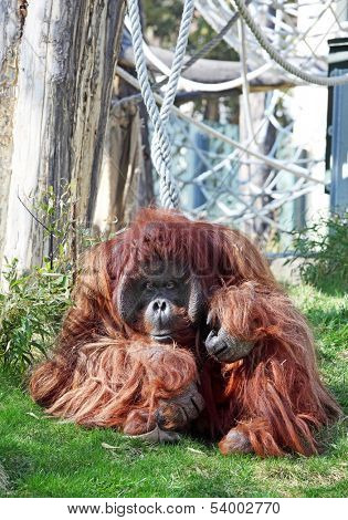 Bornean Orangutan in zoo