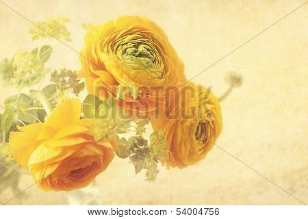 Ranunculus flowers on yellow background