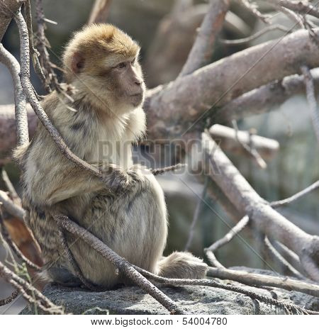 Barbary macaque or Macaca sylvanus