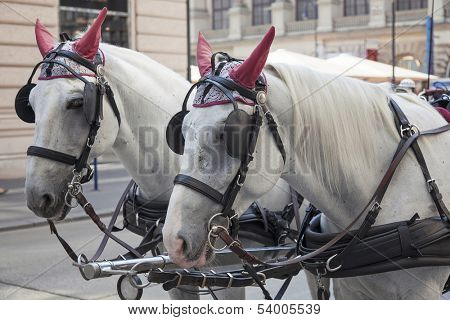 Traditional horse coach Fiaker in Vienna Austria