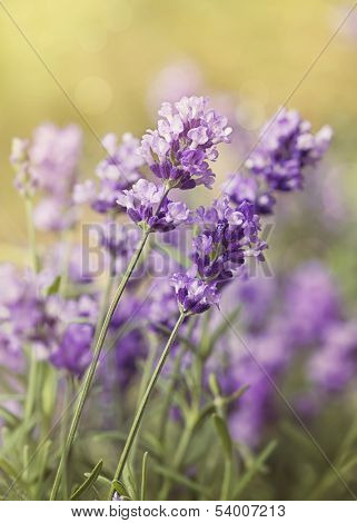 Lavender flowers on a wooden background