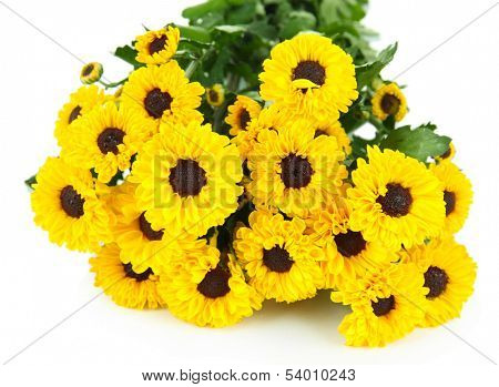 Beautiful yellow chrysanthemum isolated on white