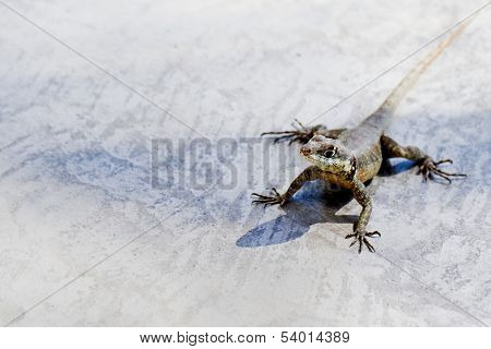 Calango - Lizard on the ground
