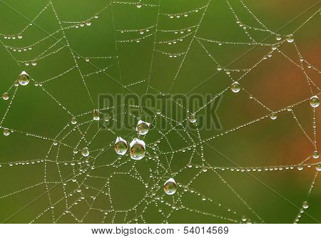 Water Drops On A Spider Web