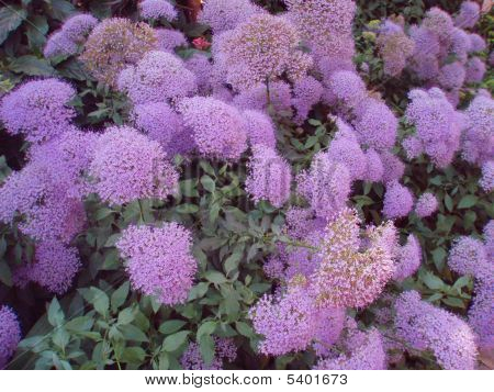 Nombreuses fleurs pourpres