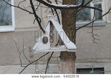 bird's house