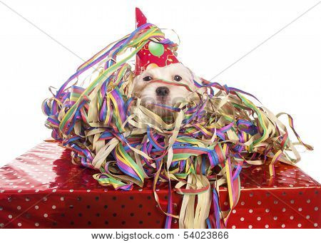 Maltese Dog With Party Hat With White Background