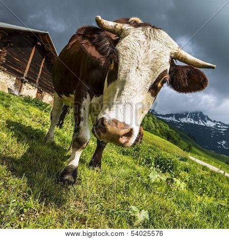 Alpine Cow