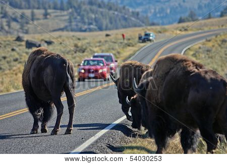 Buffalo in Yellowstone NP