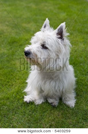 West Highland White teriér
