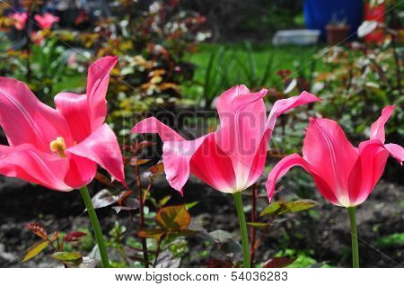 Tulips