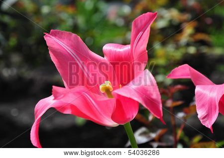 Tulip