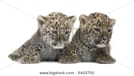 Persischer Leopard Cub 6 Wochen