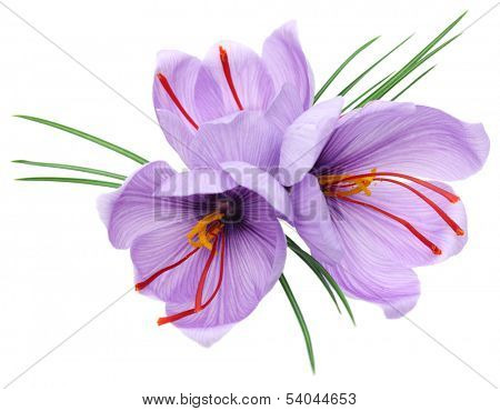 saffron crocus flowers isolated on white background