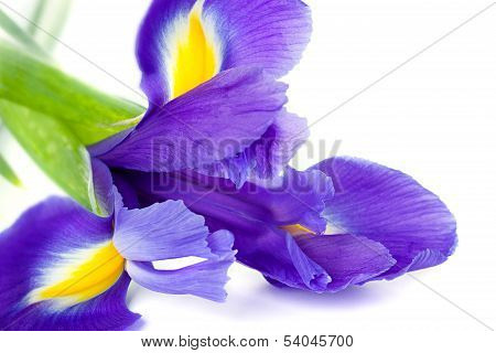 Blue Iris Or Blueflag Flower Isolated On White Background