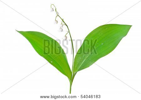 Convallaria Majalis Flower