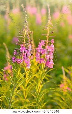 Chamerion Angustifolium Flowers