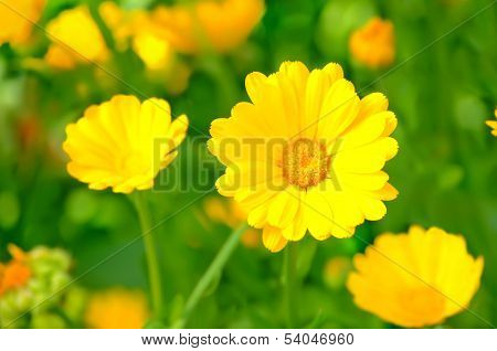 Marigold Flowers